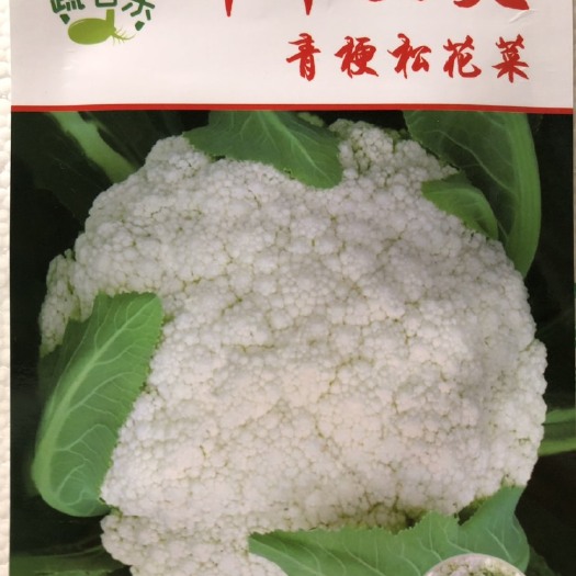 青梗松花菜种子65/80天免盖花小米粒白面蕾枝绿 产量好