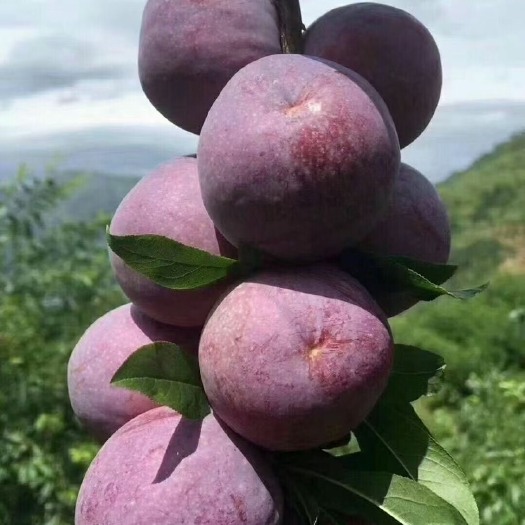 寻乌县 三华李