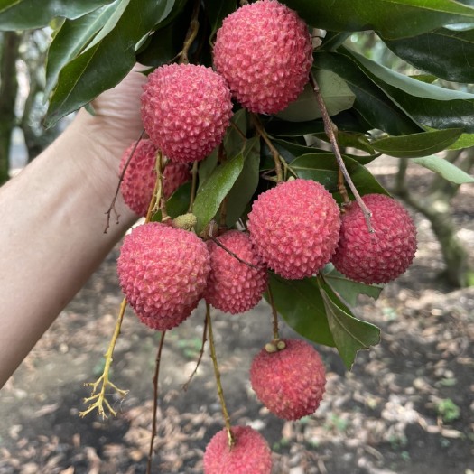 广州 从化流溪河桂味荔枝
