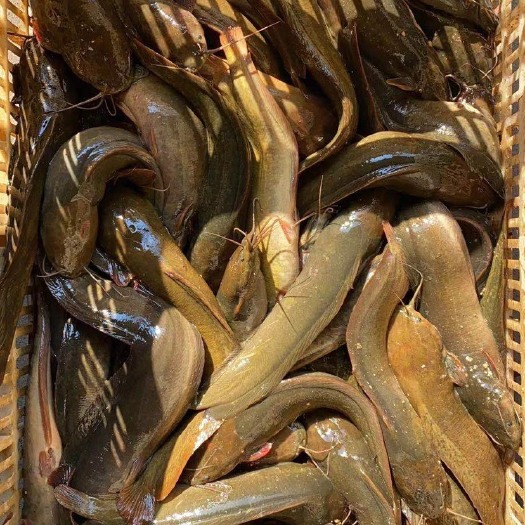 南宁本地塘鲺 塘角鱼