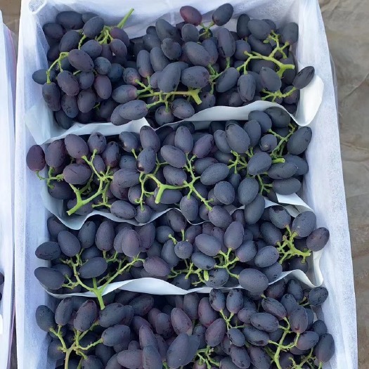 饶阳县17葡萄大量上市