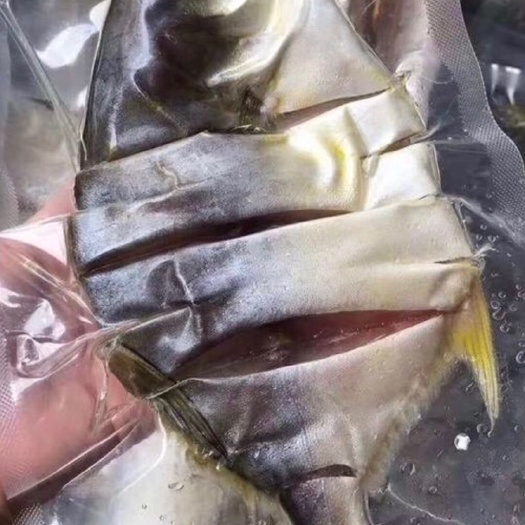 湛江一夜埕金鲳鱼 4-5两左右
