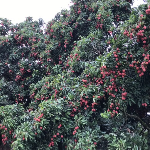 广州桂味荔枝 桂味