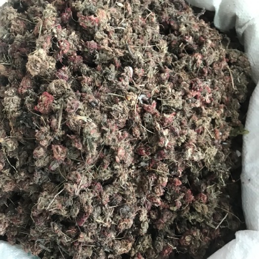 玉林金钱草 锦地罗，落地金钱
