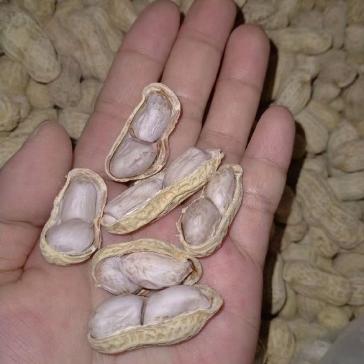 水煮花生，2021新水煮咸干花生