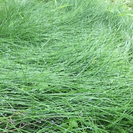 鼠茅草种籽