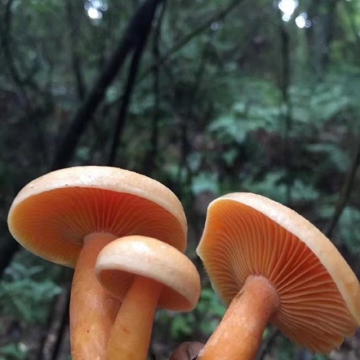 松乳菇  野生菌，