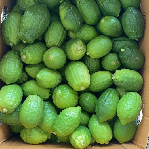 翁源县香水柠檬 6月15摘3000斤还有少量需要老板们提前预定