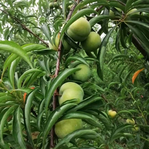 成都贵州蜂糖李，量大优惠
