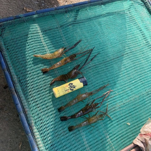 张家界草虾 虾