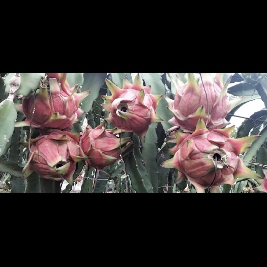 遂溪县红心火龙果