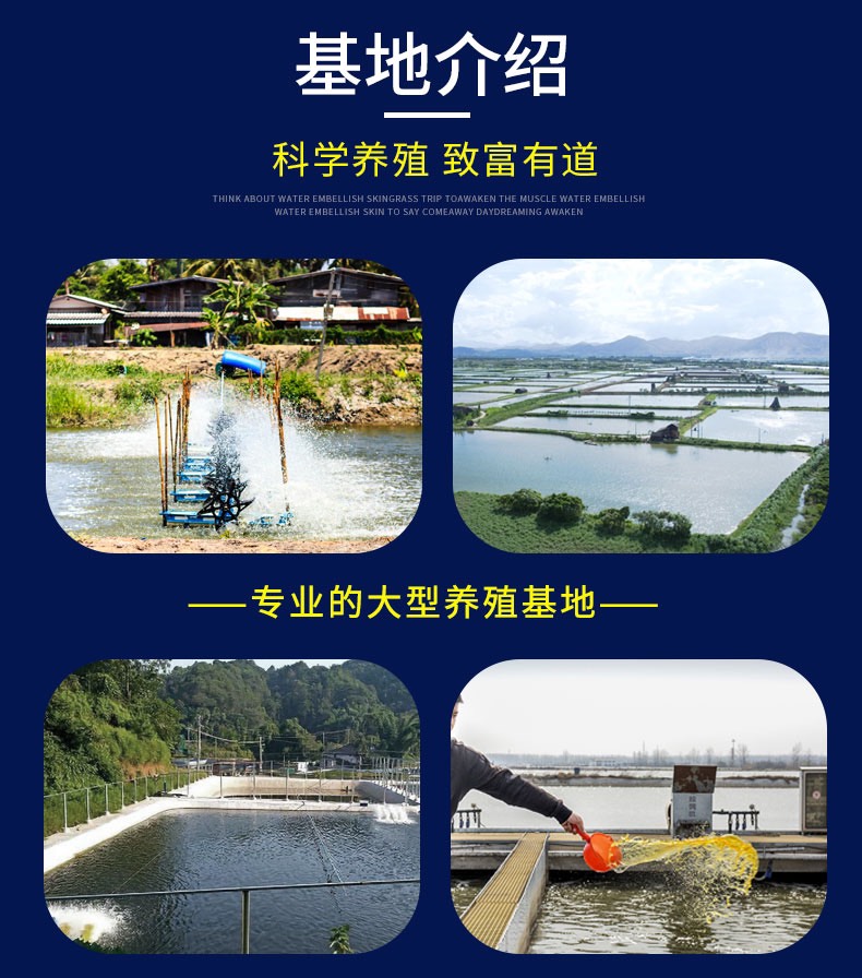 杂交快大罗非鱼苗 海南一号罗非鱼 单性罗非鱼 青吉富罗非苗