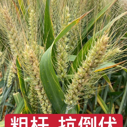 聊城小麦种子  千粒重63克 硬质胶质麦 穗位数85个以上