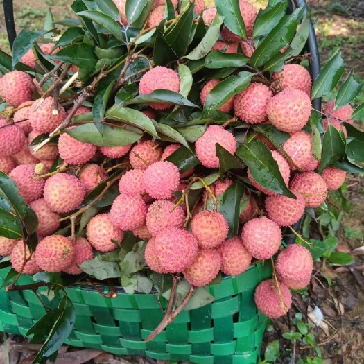 玉林市桂味荔枝通货无虫无坏果，果汁厂水果，小核甜度高出肉率高