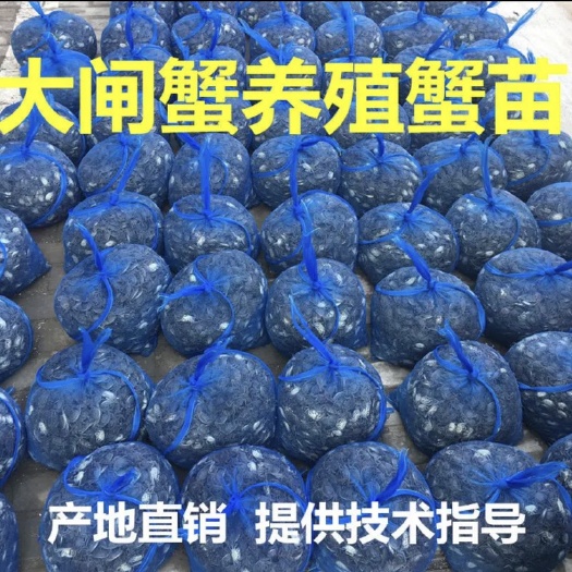 盘山县辽宁盘锦蟹苗大闸蟹苗成活率高提供技术养蟹一条龙服务大量批发