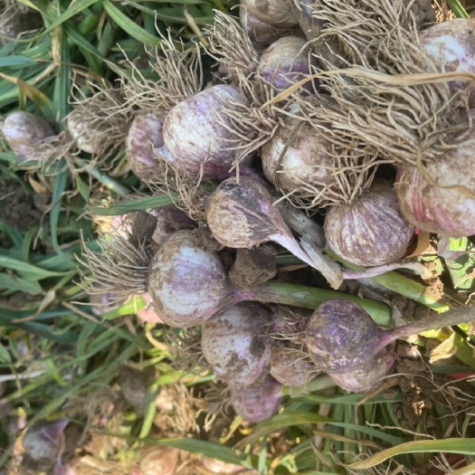绥中县绥中独头蒜大量有货产地直销价格