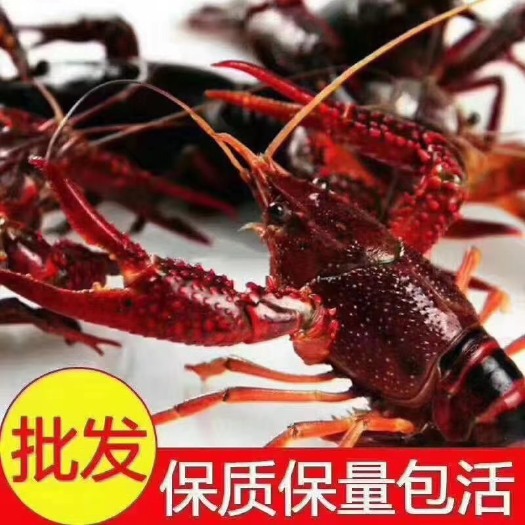 兴化市江苏兴化精品蟹塘小龙虾，货损包赔，全规格大量现货，全国发货。