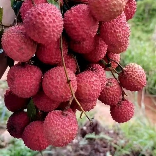 广州 增城桂味荔枝，因有桂花味而得名，国家地理标志产品现有3万斤