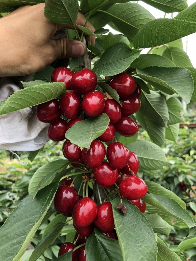 美早櫻桃  自家大櫻桃批發(fā)零售價格美麗！產(chǎn)品優(yōu)良！找信譽好的客戶合作