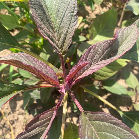 郓城县雪樱子种子 皇帝菜 伊尹菜 植物v哥野菜