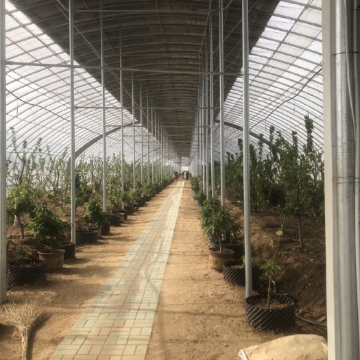 德州种植大棚 日光温室