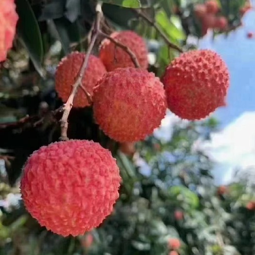 桂味荔枝  从化区静修小镇高山贵味荔枝