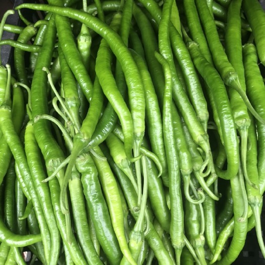 大邑县 本地精品薄皮二荆条，基地直供