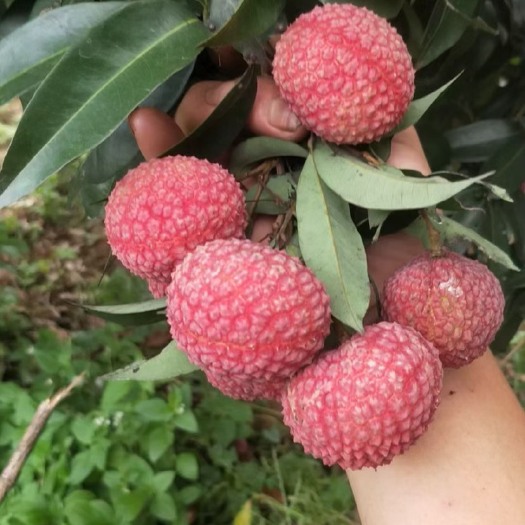 长沙广西灵山鸡嘴荔枝