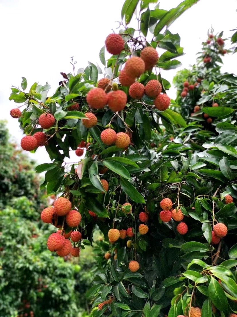 增城桂味荔枝,因有桂花味而得名,國家地理標誌產品現有3萬斤