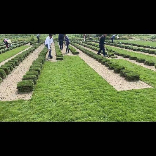 句容市大叶油草  草坪 马尼拉