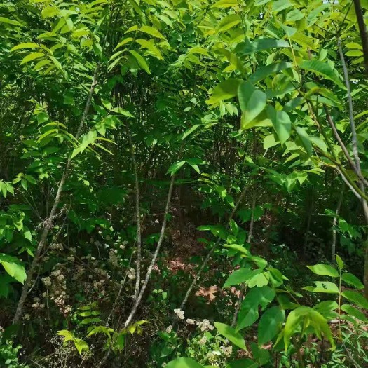 南华县大泡核桃苗  云南大泡，嫁接核桃苗，大量供应