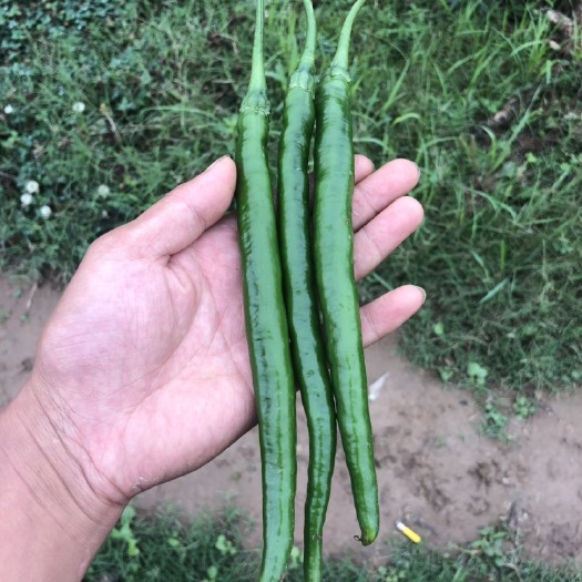 绵阳线椒  三号，厚皮辣椒