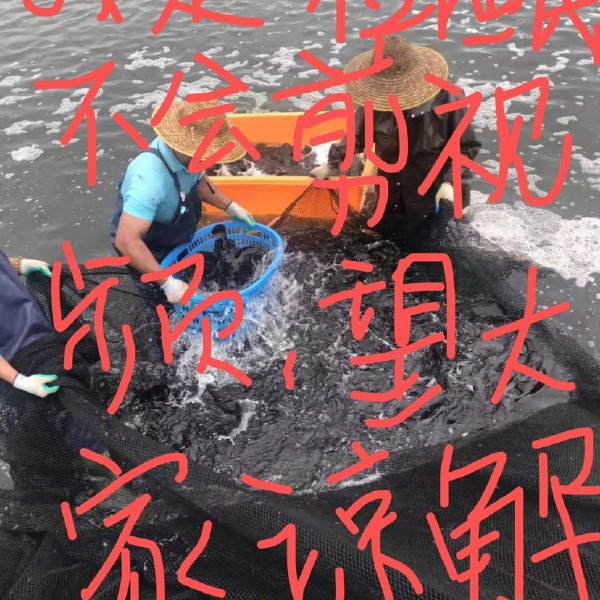 【活鲜现杀】顺丰包邮海南海捕大龙趸规格5-11斤/条