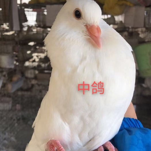  江门潮连肉鸽、中鸽