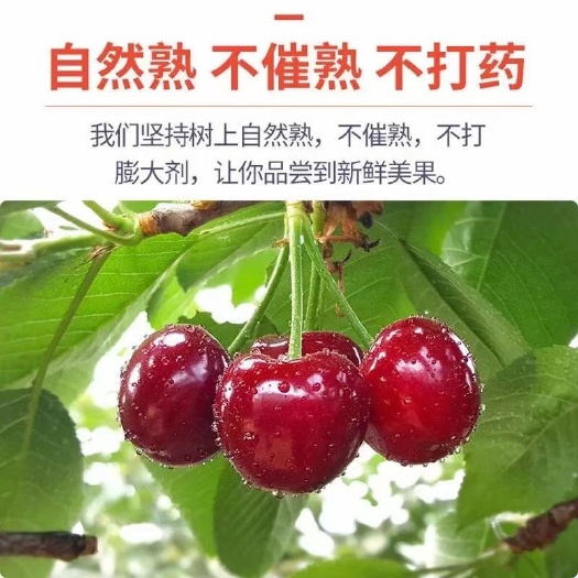 烟台早大果樱桃 乌克兰4号（友谊），脆，甜