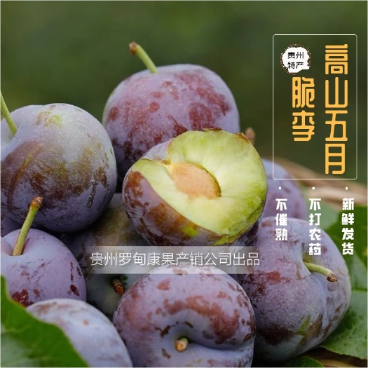 罗甸县贵州五月脆李——顺丰包邮