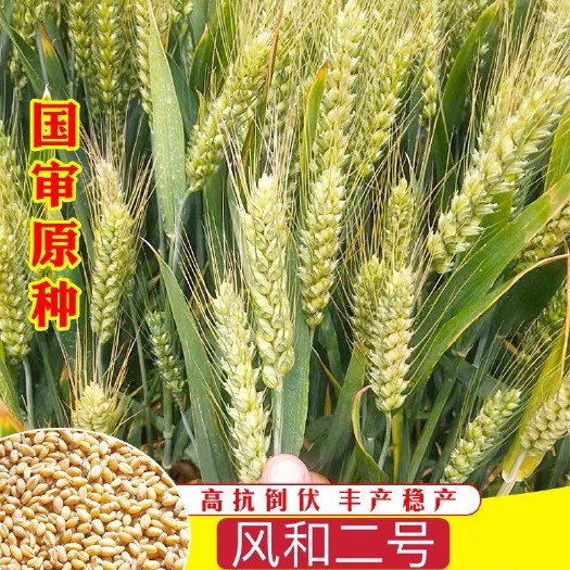 聊城小麦种子  大穗王麦种： 大田亩产可达1600斤以上!