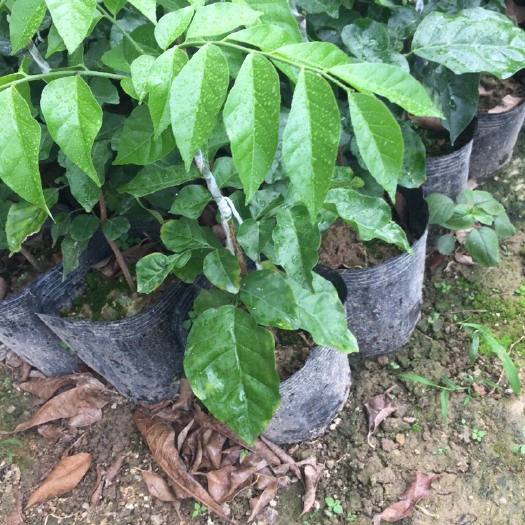 廉江市嫁接贵妃黄皮果苗