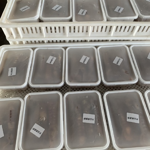 連云港皮皮蝦，肉肥，大母，大公，公母混搭都有，自家精挑細(xì)選優(yōu)品。