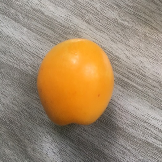  新疆小白杏