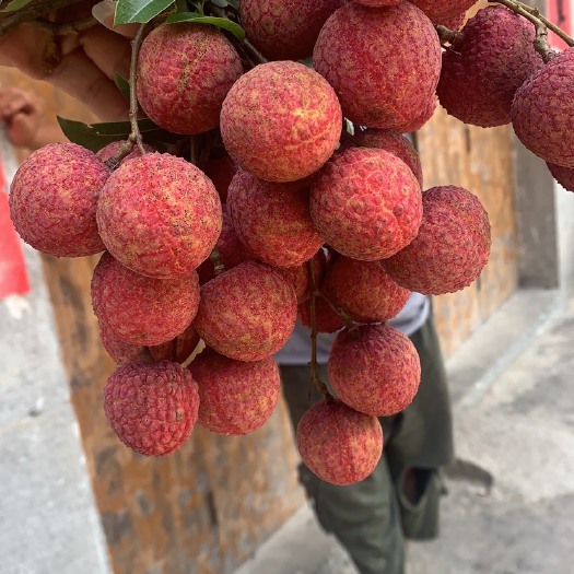 北流市 六月红，禾荔荔枝，又叫怀荔。准备大量上市。