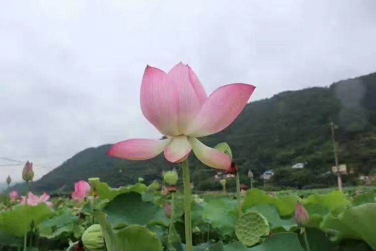 大埔县红莲子 西河新鲜赤莲