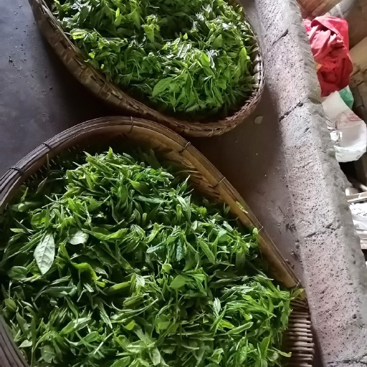 雅安绿茶 天然绿色手工茶