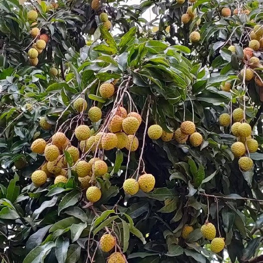 东莞市东莞观音绿荔枝 新鲜荔枝 水果 观音绿