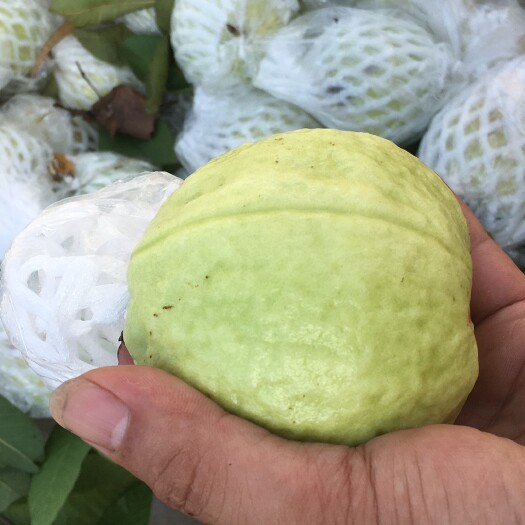 廉江市 廉江番石榴
