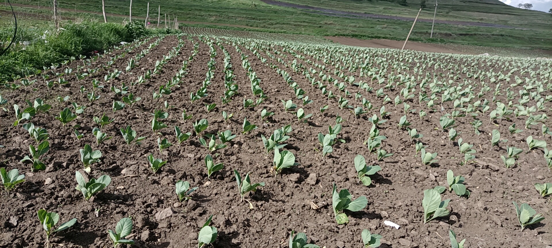 绿包菜  绿色甘蓝