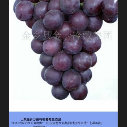 金乡县乒乓球葡萄