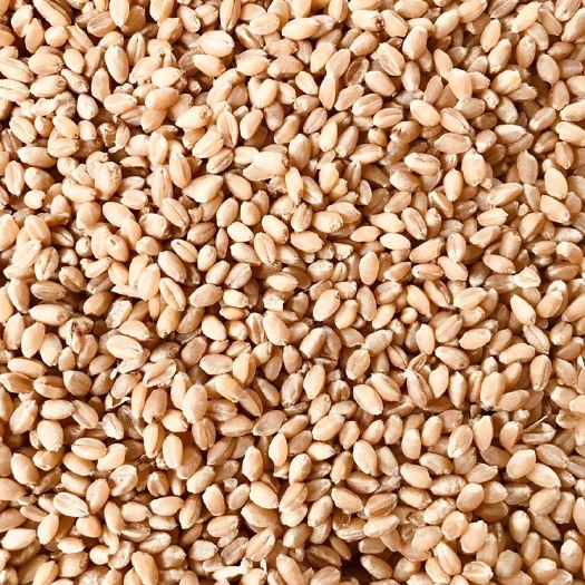 大量出售新小麦 优质麦 牙麦 水分13内 容重790上 量大