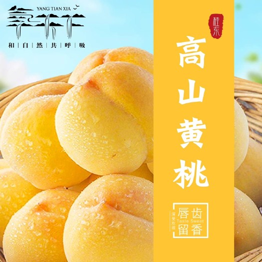 桂东县锦绣黄桃 湖南桂东氧天下高山黄桃新鲜水果水蜜桃应季时新鲜现发