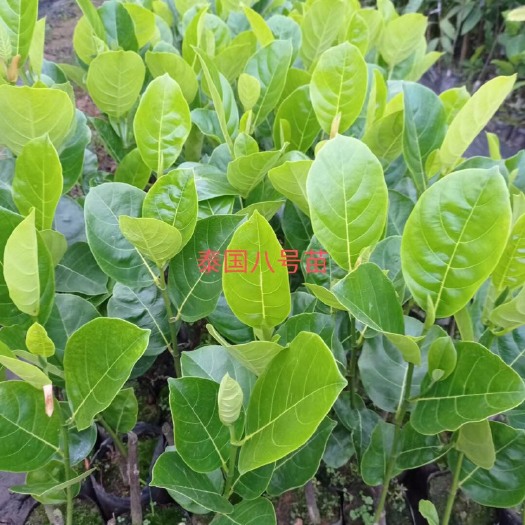 白沙县泰8菠萝蜜苗。18个月挂果